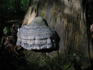 Troudnatec kopytovitý (Fomes fomentarius) od vlk