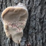 Ohňovec ovocný (Phellinus pomaceus) od vlk