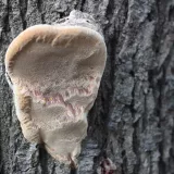 Ohňovec ovocný (Phellinus pomaceus) od vlk