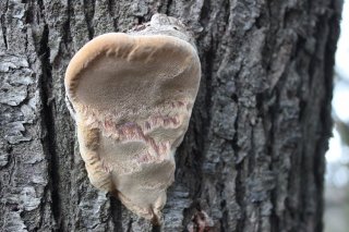 Ohňovec ovocný (Phellinus pomaceus) od vlk