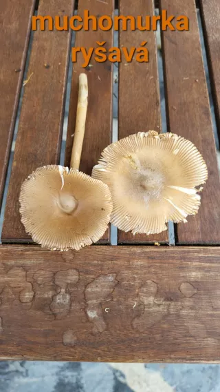 Muchomůrka plavá (Amanita fulva) od Lukas