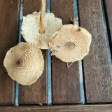 Bedla nažloutlá (Lepiota magnispora) od Lukas