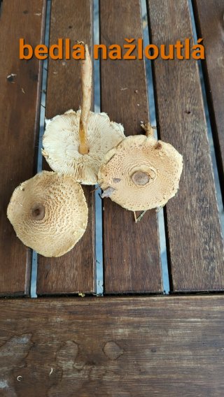 Bedla nažloutlá (Lepiota magnispora) od Lukas