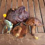 Hřib kovář (Neoboletus luridiformis) od Lukas