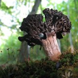 Holubinka černající (Russula nigricans) od vlk