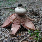 Hvězdovka červenavá (Geastrum rufescens) od Tony52