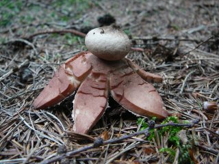 Hvězdovka červenavá (Geastrum rufescens) od Tony52