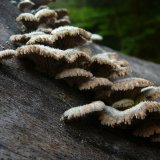 Klanolístka obecná (Schizophyllum commune) od Tony52