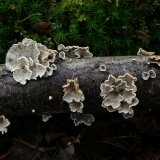 Klanolístka obecná (Schizophyllum commune) od Tony52