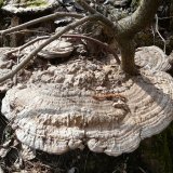 Lesklokorka ploská (Ganoderma applanatum) od Tony52