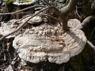 Lesklokorka ploská (Ganoderma applanatum) od Tony52