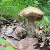 Kozák habrový (Leccinum pseudoscabrum) od vlk