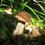 Kozák habrový (Leccinum pseudoscabrum) od vlk