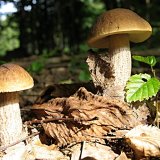 Kozák habrový (Leccinum pseudoscabrum) od vlk