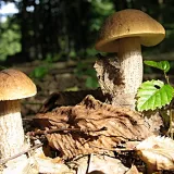 Kozák habrový (Leccinum pseudoscabrum) od vlk