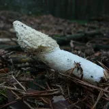 Hadovka smrdutá (Phallus impudicus) od Tony52