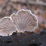 Klanolístka obecná (Schizophyllum commune) od vlk