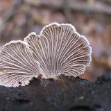 Klanolístka obecná (Schizophyllum commune) od vlk