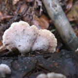 Klanolístka obecná (Schizophyllum commune) od vlk