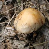 Muchomůrka růžovka (Amanita rubescens) od vlk