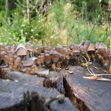 Helmovka pařezová (Mycena tintinnabulum) od vlk