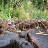 Helmovka pařezová (Mycena tintinnabulum) od vlk
