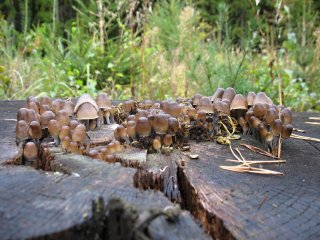 Helmovka pařezová (Mycena tintinnabulum) od vlk