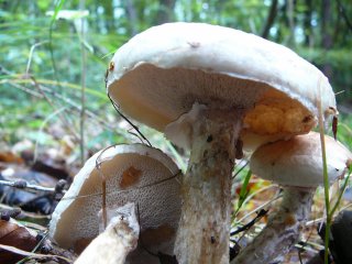 Klouzek slizký (Suillus viscidus) od Tony52