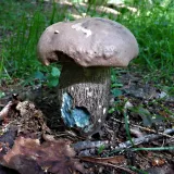 kozák topolový (Leccinum duriusculum) od MV
