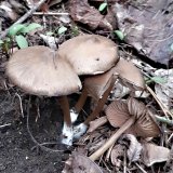 Závojenka jarní (Entoloma vernum) od MV