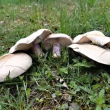 Čirůvka dvoubarvá (Lepista personata) od MV