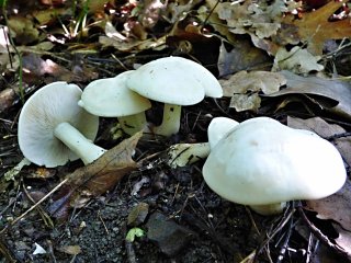 Čirůvka májovka (Calocybe gambosa) od MV