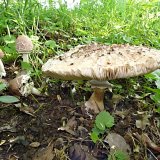 Bedla zahradní (Chlorophyllum brunneum) od MV