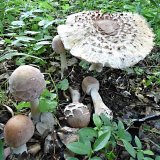 Bedla zahradní (Chlorophyllum brunneum) od MV