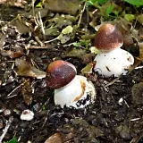 Bedla zahradní (Chlorophyllum brunneum) od MV