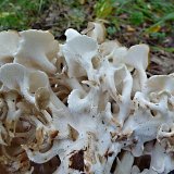 Choroš oříš (Polyporus umbellatus) od MV