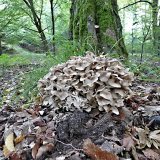 Choroš oříš (Polyporus umbellatus) od MV