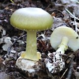 Muchomůrka zelená (Amanita phalloides) od MV