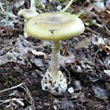 Muchomůrka zelená (Amanita phalloides) od MV