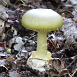 Muchomůrka zelená (Amanita phalloides) od MV