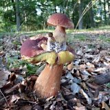 Hřib borový (Boletus pinophilus) od MV