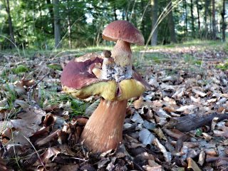 Hřib borový (Boletus pinophilus) od MV