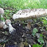 Bedla zahradní (Chlorophyllum brunneum) od MV