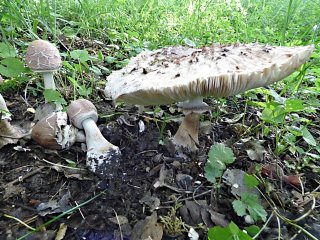 Bedla zahradní (Chlorophyllum brunneum) od MV