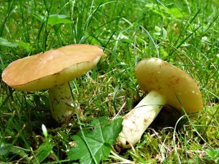 Klouzek zrnitý (Suillus granulatus) od MV