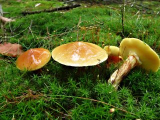 Klouzek sličný (Suillus grevillei) od MV