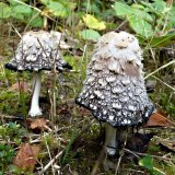 Hnojník obecný (Coprinus comatus) od MV