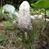 Hnojník obecný (Coprinus comatus) od MV