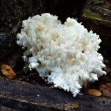 Korálovec bukový (Hericium clathroides) od MV