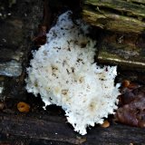 Korálovec bukový (Hericium clathroides) od MV